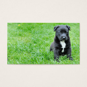 cão-280332 JOVENS DOG BLACK PUPPY PETS ADORÁVEIS