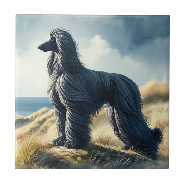 Cão Afegão (Frente)