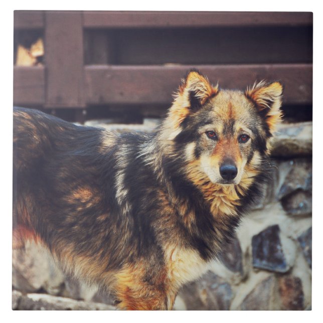 Cão alaranjado e preto (Frente)