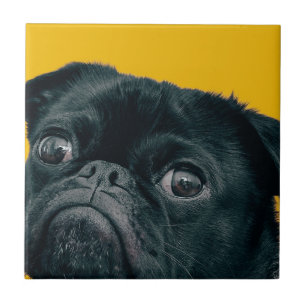 cão amarelo