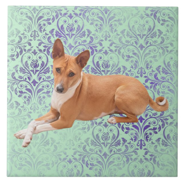 Cão Basenji  (Frente)