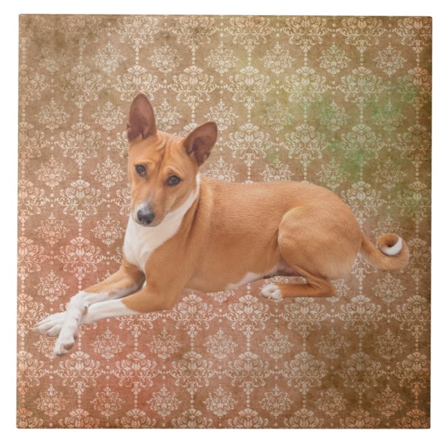Cão Basenji  (Frente)