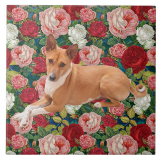 Cão Basenji