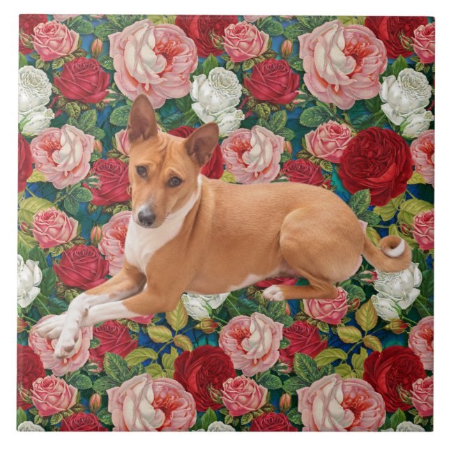 Cão Basenji  (Frente)