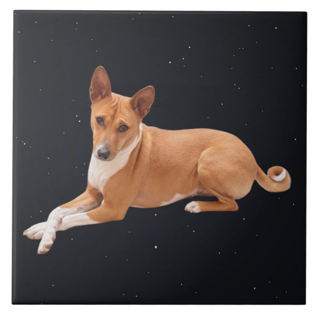Cão Basenji  (Frente)
