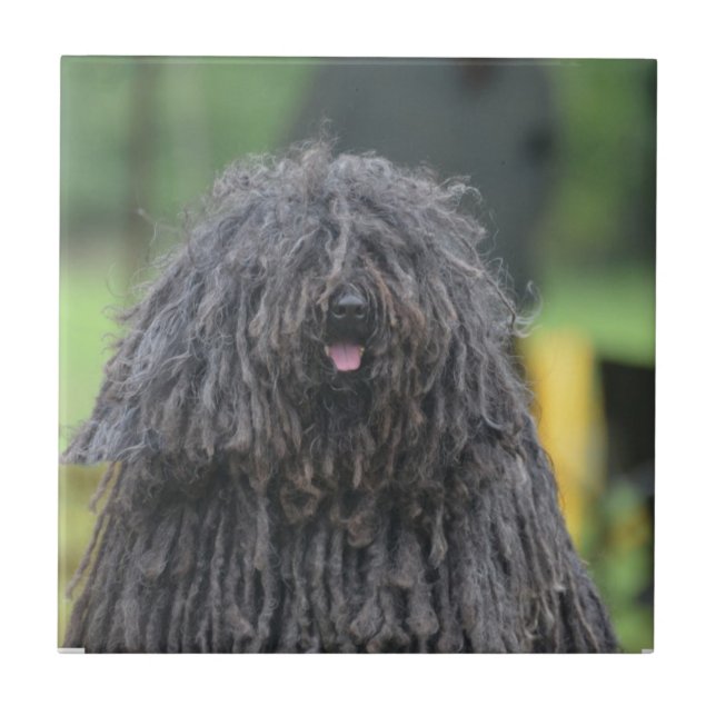 Cão bonito de Puli (Frente)