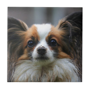Cão bonito do papillon