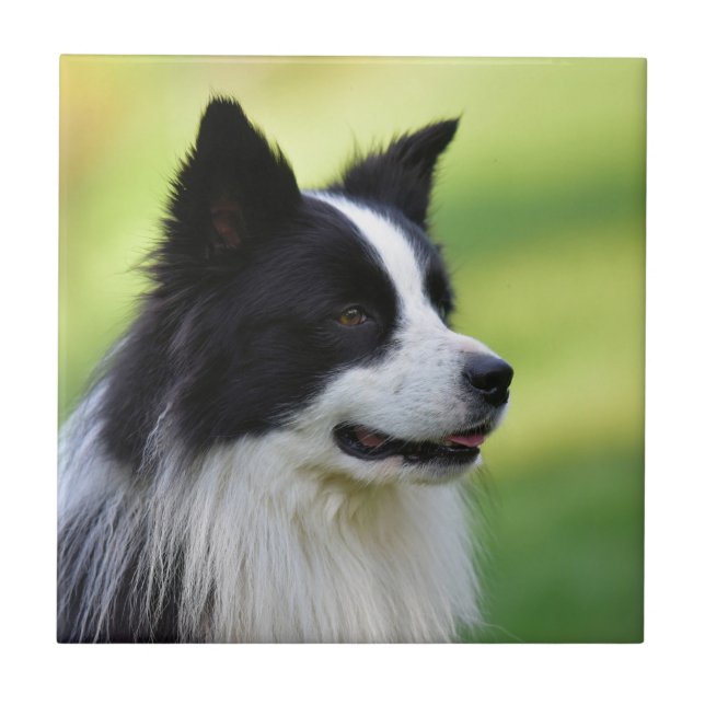 Cão Border Collie Preto e Branco (Frente)