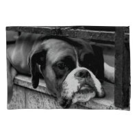 Cão-boxim no pccnm do Windows