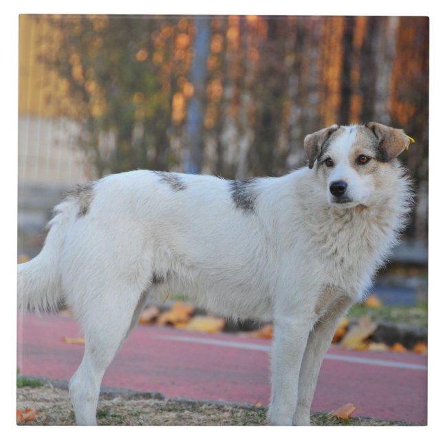 Cão branco (Frente)
