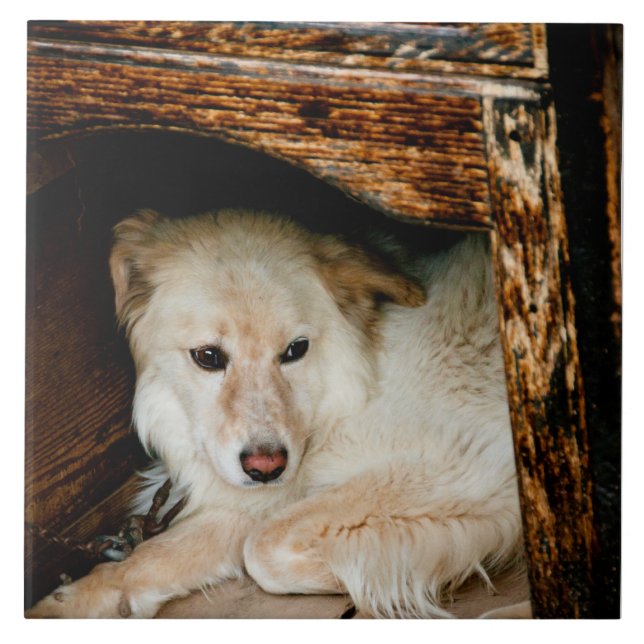 Cão branco (Frente)