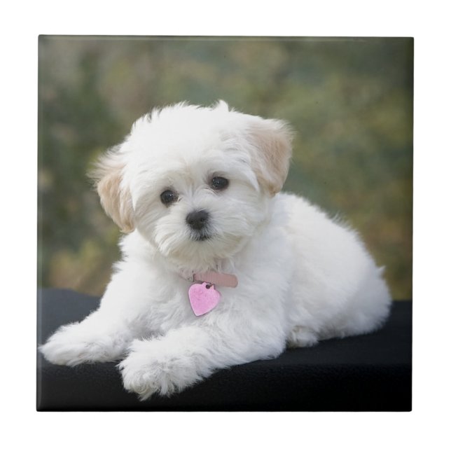 Cão branco macio (Frente)