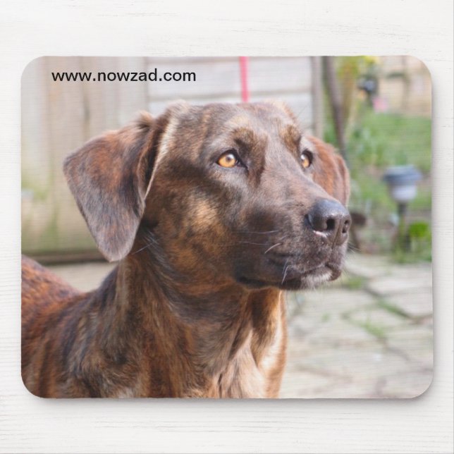 Cão Brin Mousepad do salvamento de Nowzad (Frente)