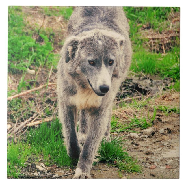 Cão cinzento (Frente)