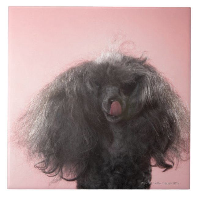 Cão com cabelo na frente da cara e da língua para (Frente)