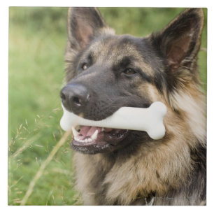 Cão com osso