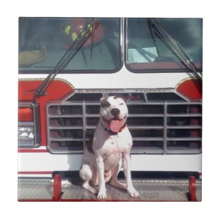 Cão da casa do fogo do T-Osso do pitbull