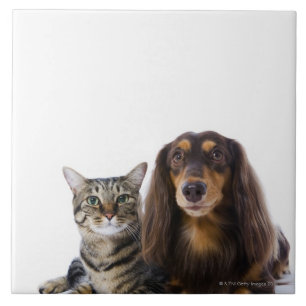 Cão (Dachshund) e gato (gato japonês) no branco
