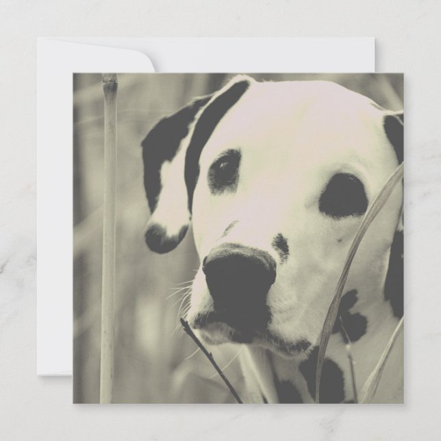 cão daltônico (Frente)