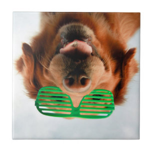 Cão das imagens de Getty com vidros