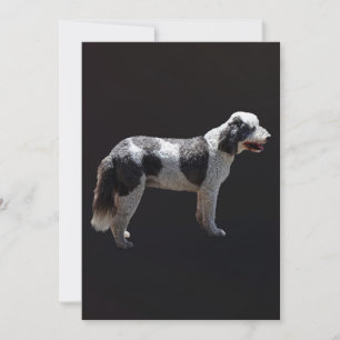 Cão de Água Português