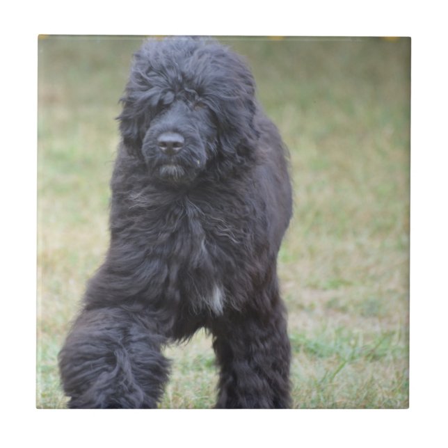 Cão de água português preto (Frente)