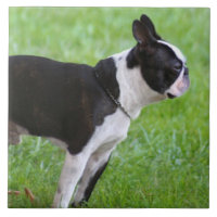 Cão de Boston Terrier