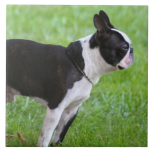 Cão de Boston Terrier