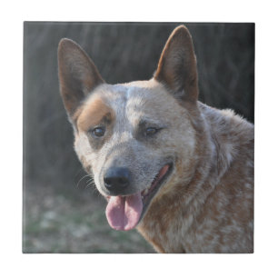 Cão de Bovinos Australiano