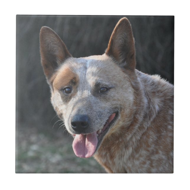 Cão de Bovinos Australiano (Frente)