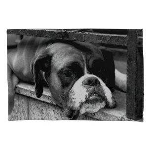 Cão-de-Boxer na plataforma Windows