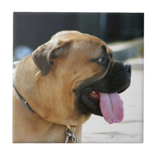 Cão de Bullmastiff