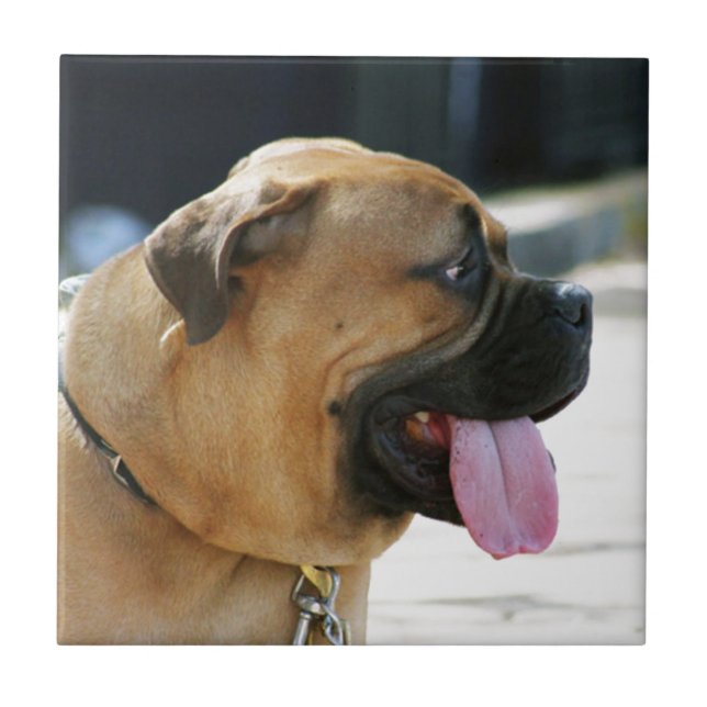 Cão de Bullmastiff (Frente)