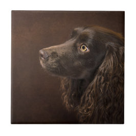 Cão De Cabelo Castanho