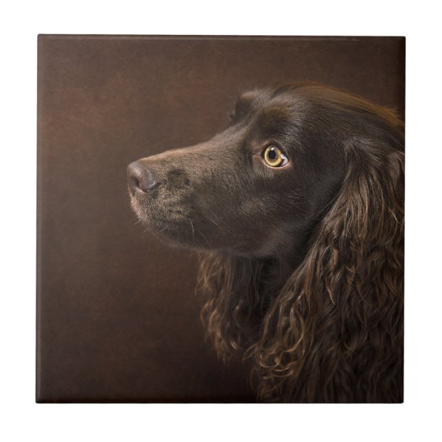 Cão De Cabelo Castanho (Frente)