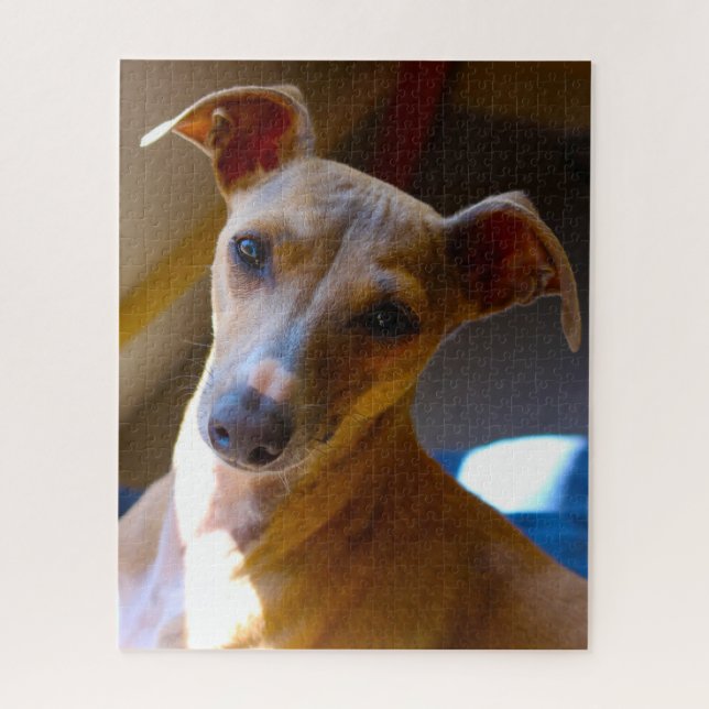 Cão de Caça Italiano. Quebra-cabeça (Vertical)