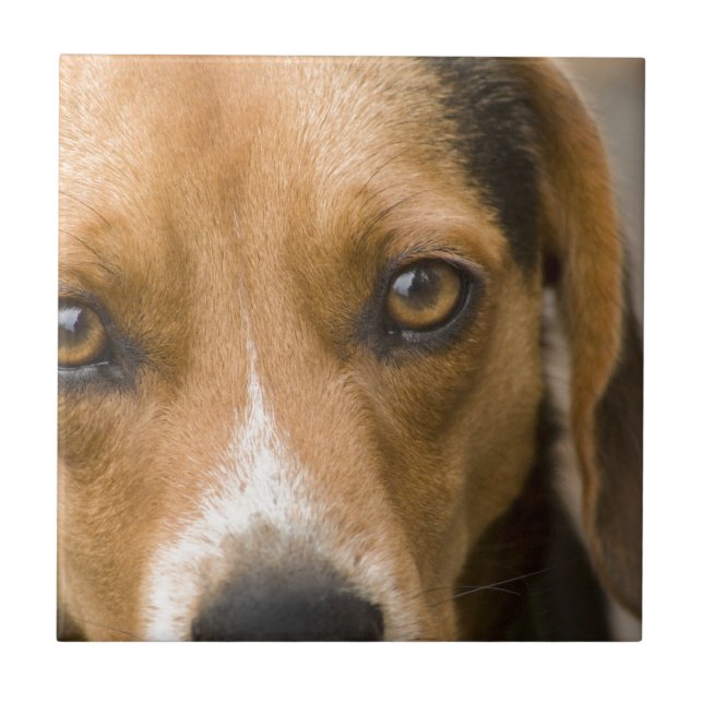 Cão de caça leal do cão do lebreiro (Frente)