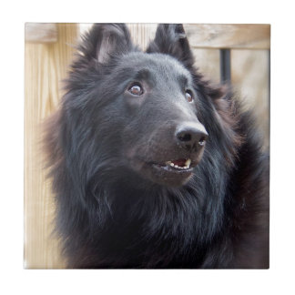 Cão de carneiros belga