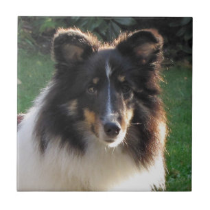 Cão de carneiros de Shetland
