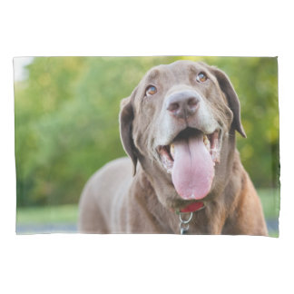 Cão de Chocolate