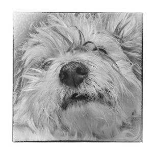 Cão de Coton de Tulear