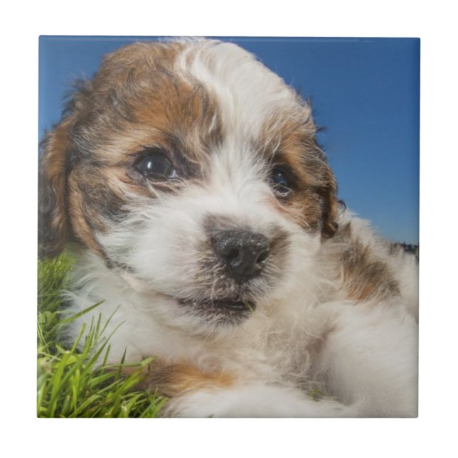 Cão de filhote de cachorro bonito (Shitzu) (Frente)