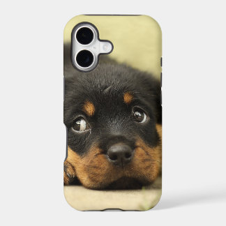 Cão de filhote de cachorro de Rottweiler curioso