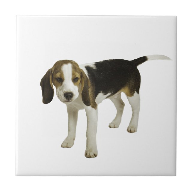 Cão de filhote de cachorro do lebreiro (Frente)