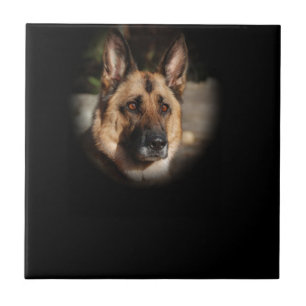 Cão de german shepherd