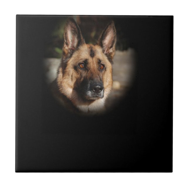 Cão de german shepherd (Frente)
