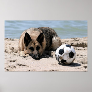 Cão de german shepherd com impressão do poster d