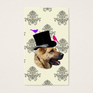 Cão de german shepherd engraçado