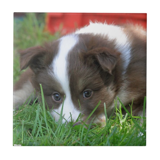Cão de islândia (Frente)