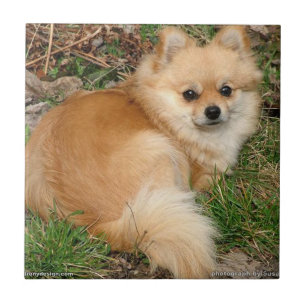 Cão de Kleinspitz do alemão